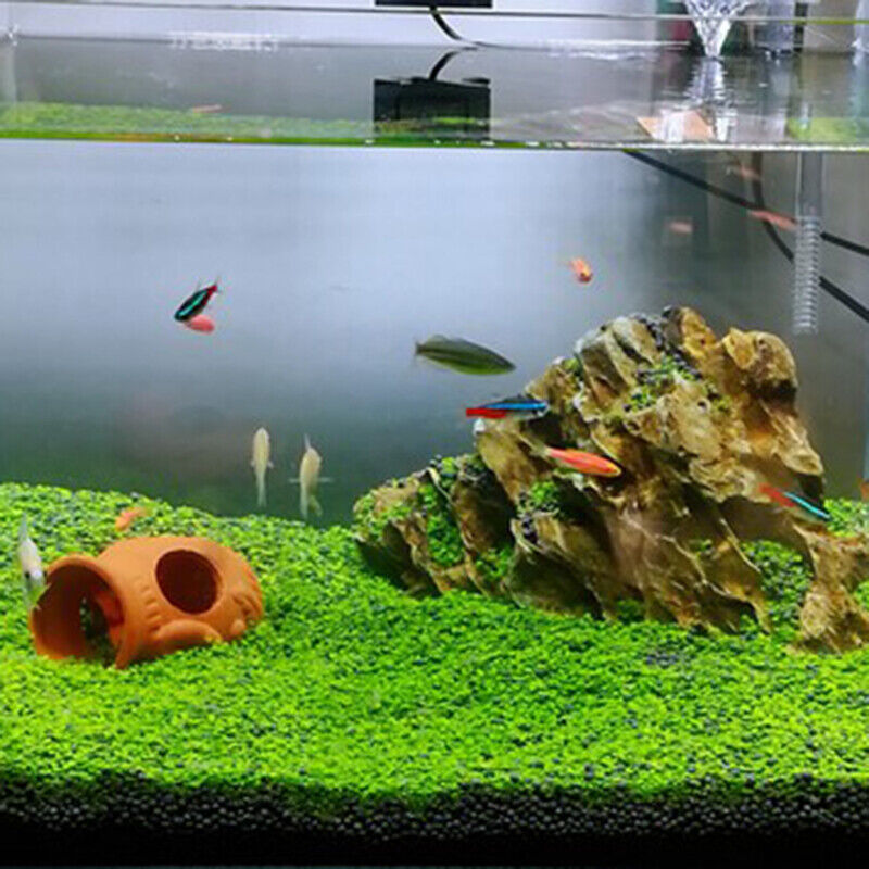 Plant Seed Fish Tank Aquarium Aquatic Water Grass Decor Garden